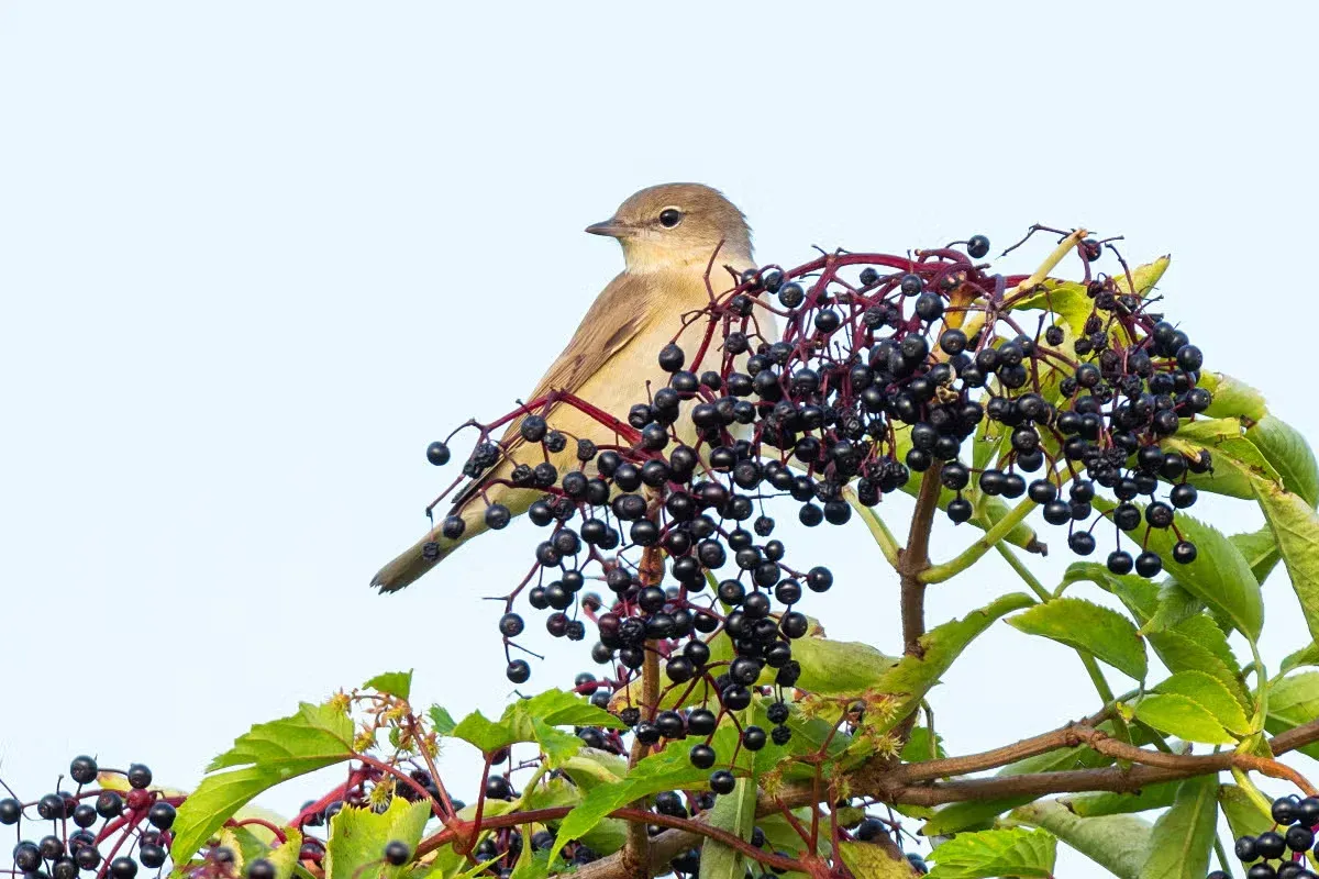 Landscaping choices can make your yard more appealing to birds.