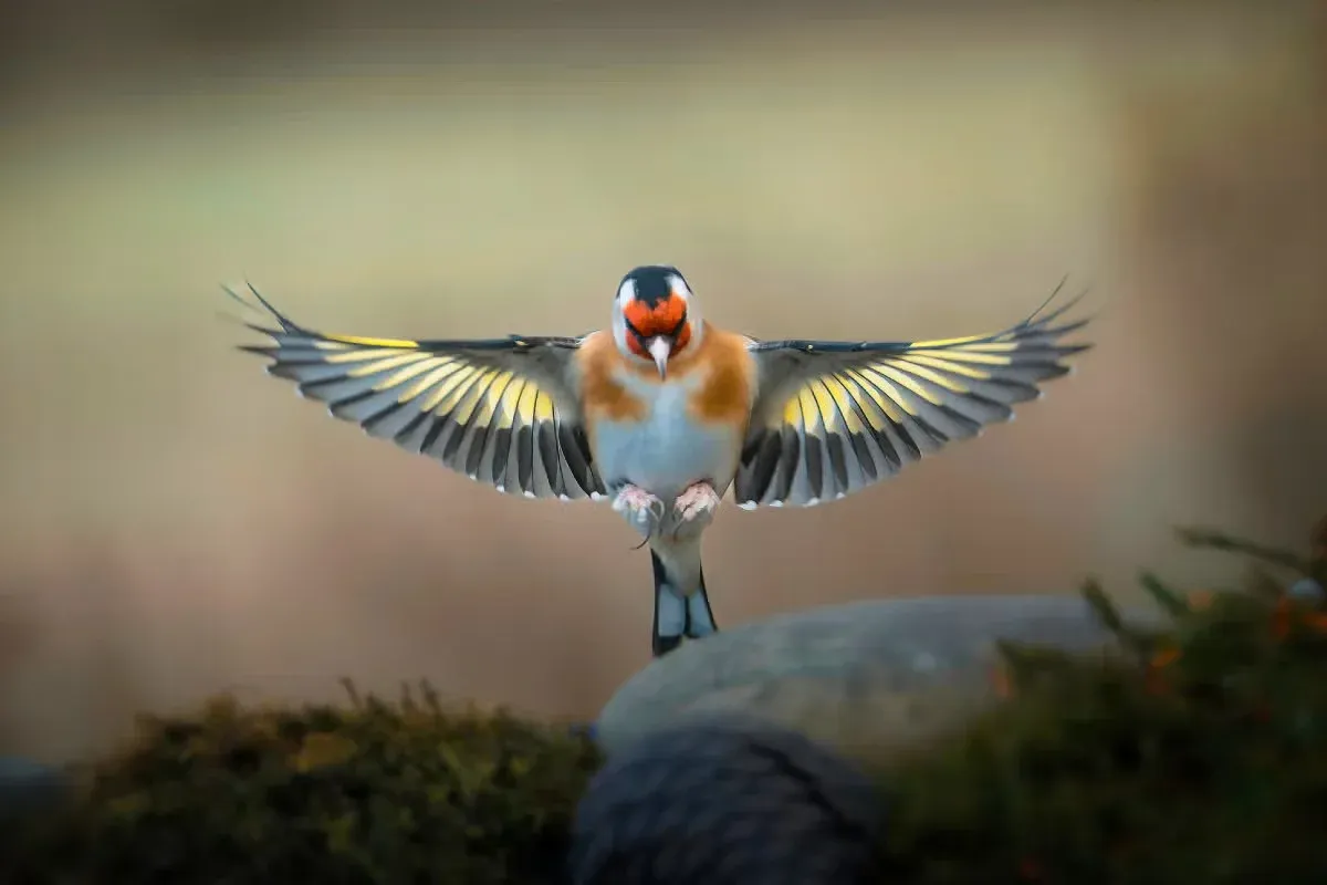 Many people believe seeing a goldfinch can have a spiritual meaning.