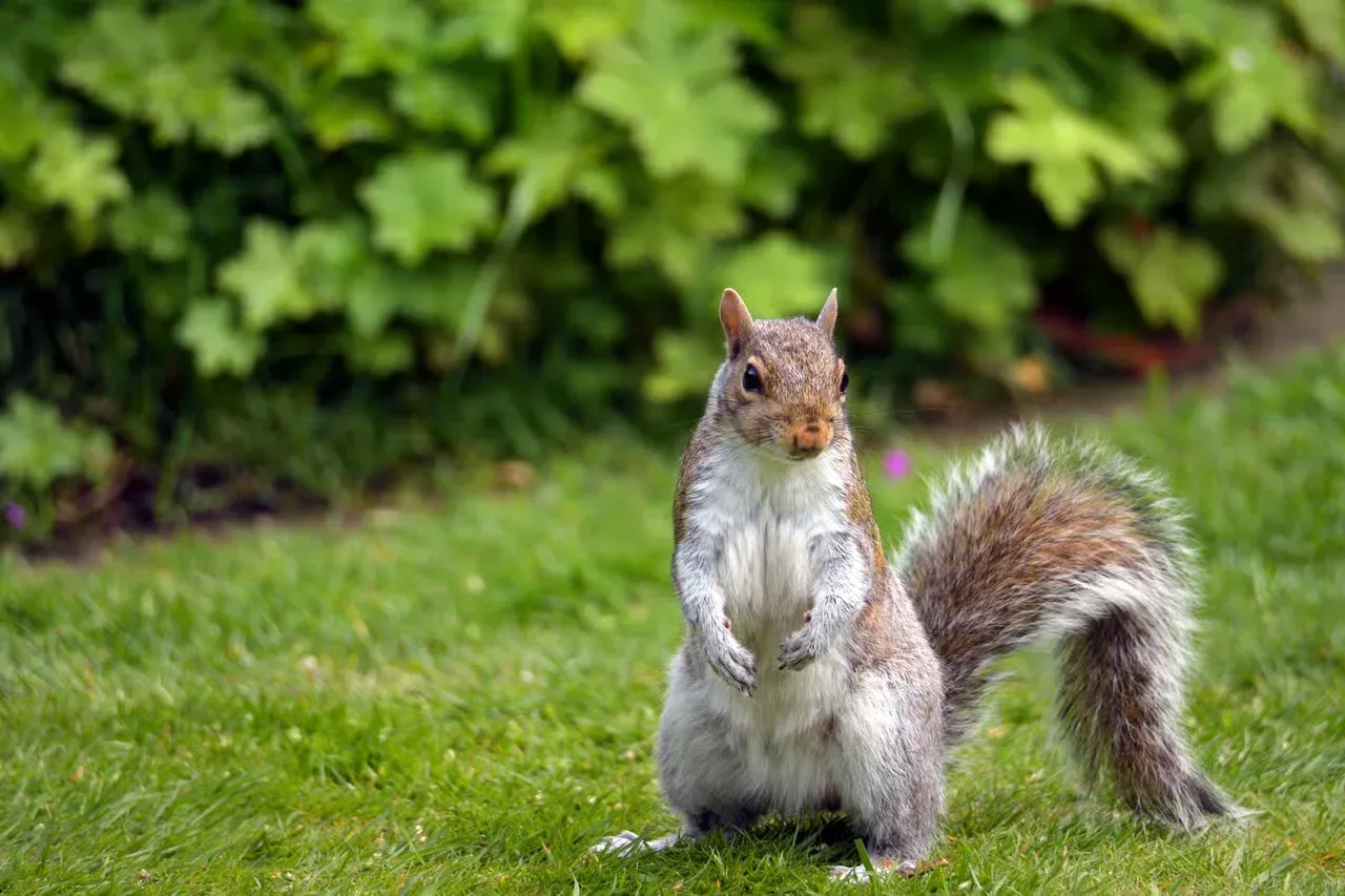 A squirrel standing up on its hind legs.
