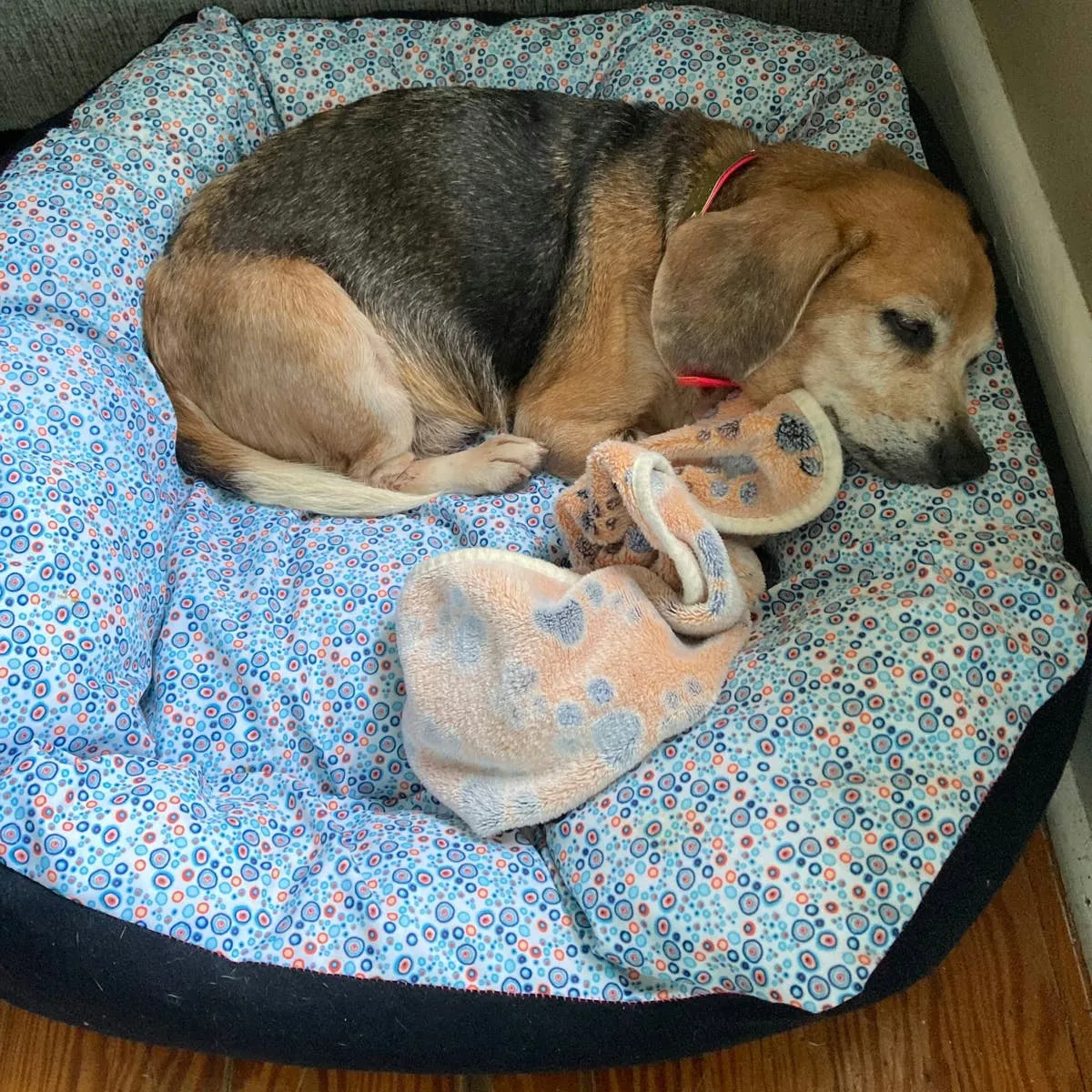Senior Dog with Mammary Lumps: When Surgery Isn't an Option