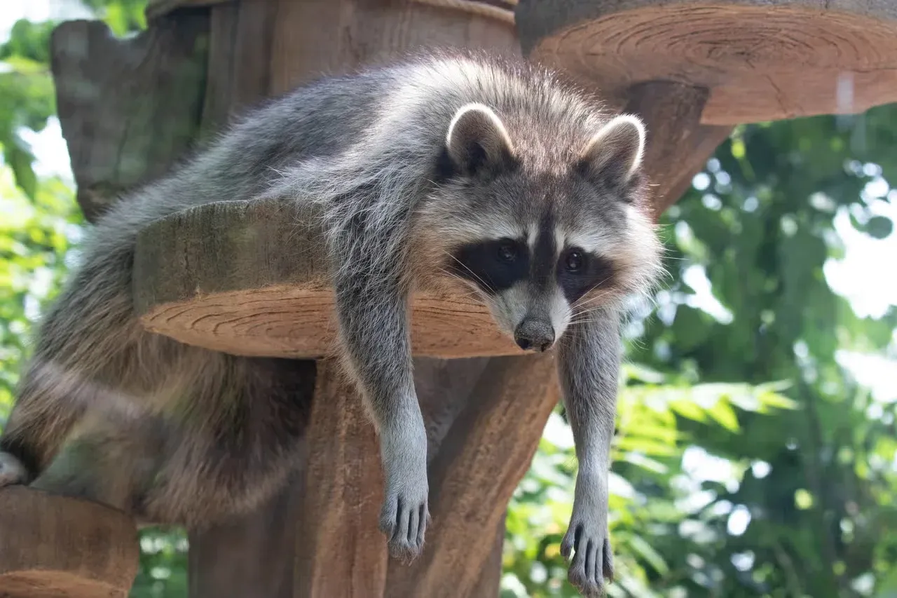 A funny raccoon hanging around on a platform.