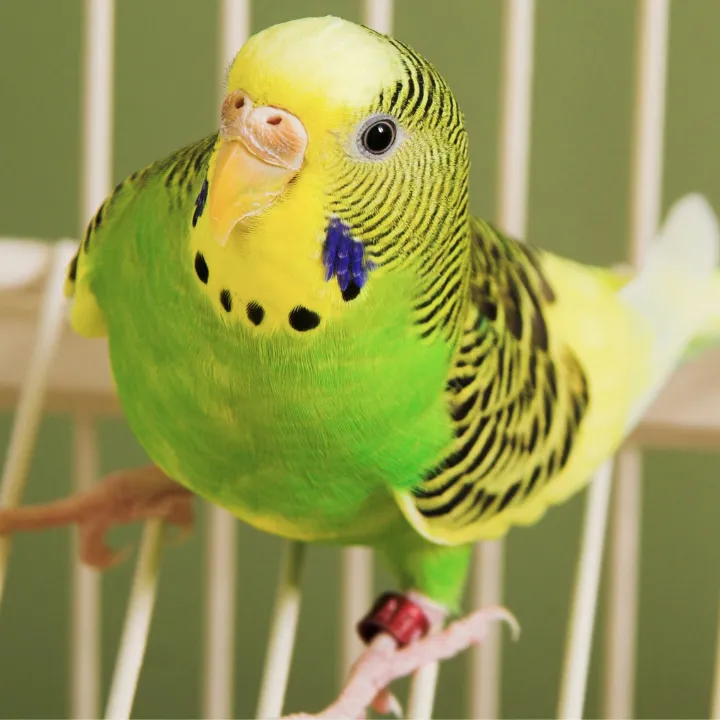 Parakeet UV Light: When Is It Necessary?