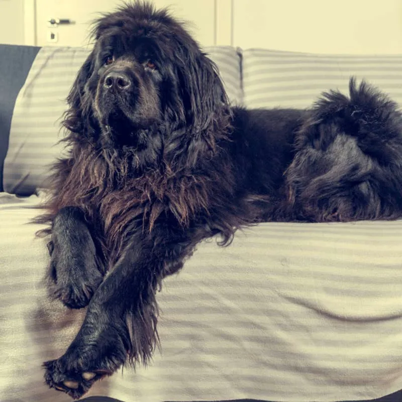 Newfoundland Dog Ignores Couch Ban and Settles In for a Nap