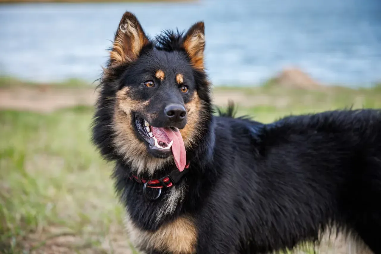 A fluffy German Shepherd looking dog standing by a pond.