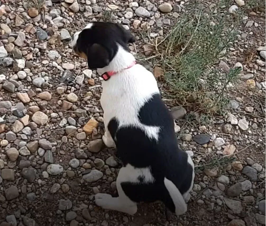 Black and white dog pooping