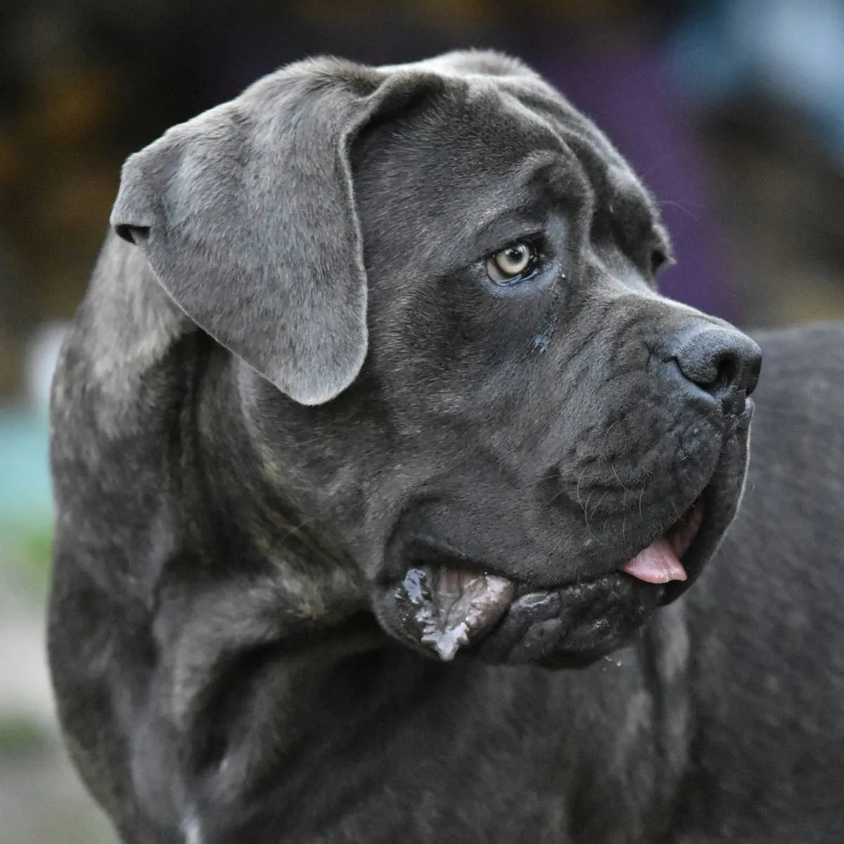 Roman and Italian Name Ideas for Your Cane Corso