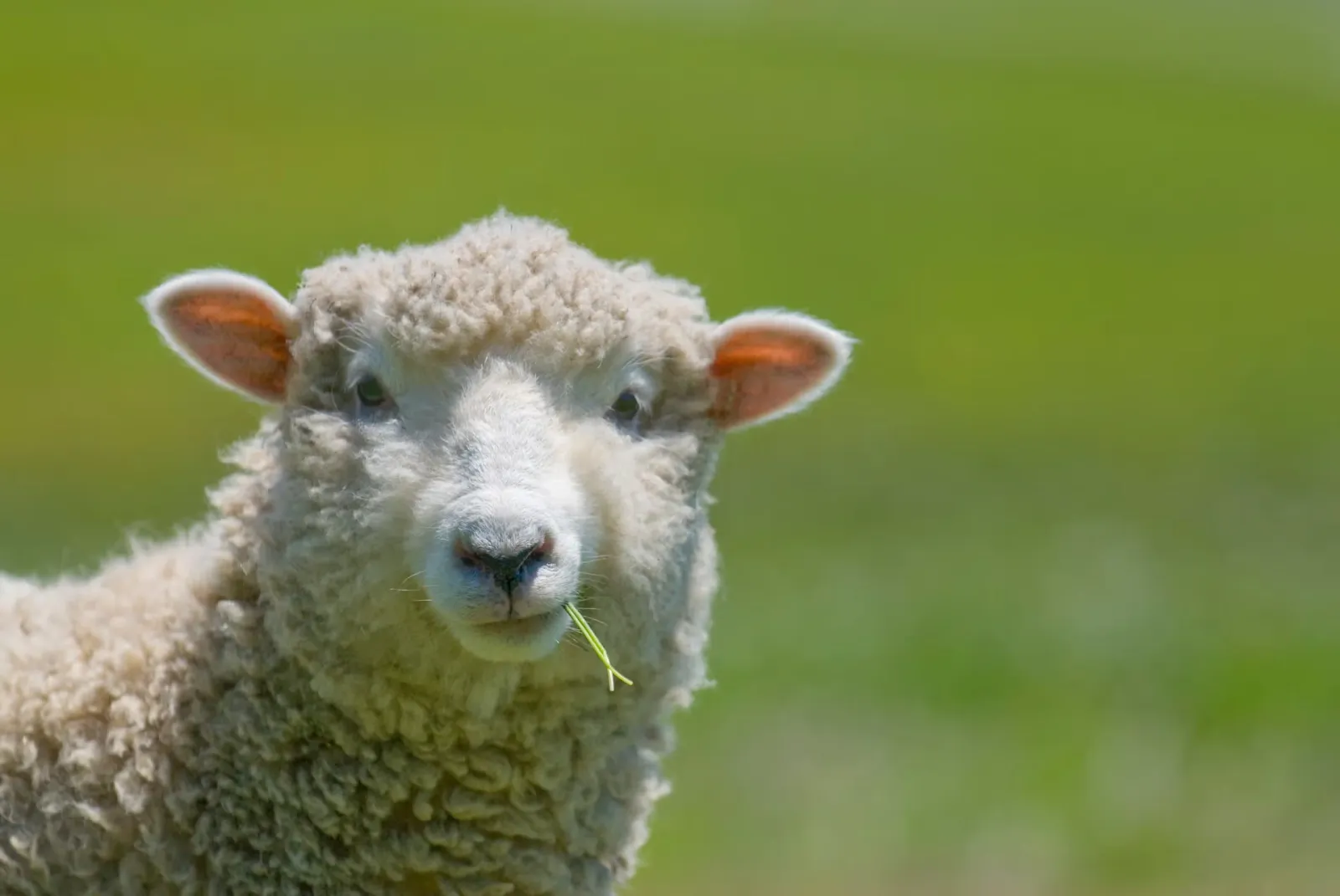 A sheep eating grass,