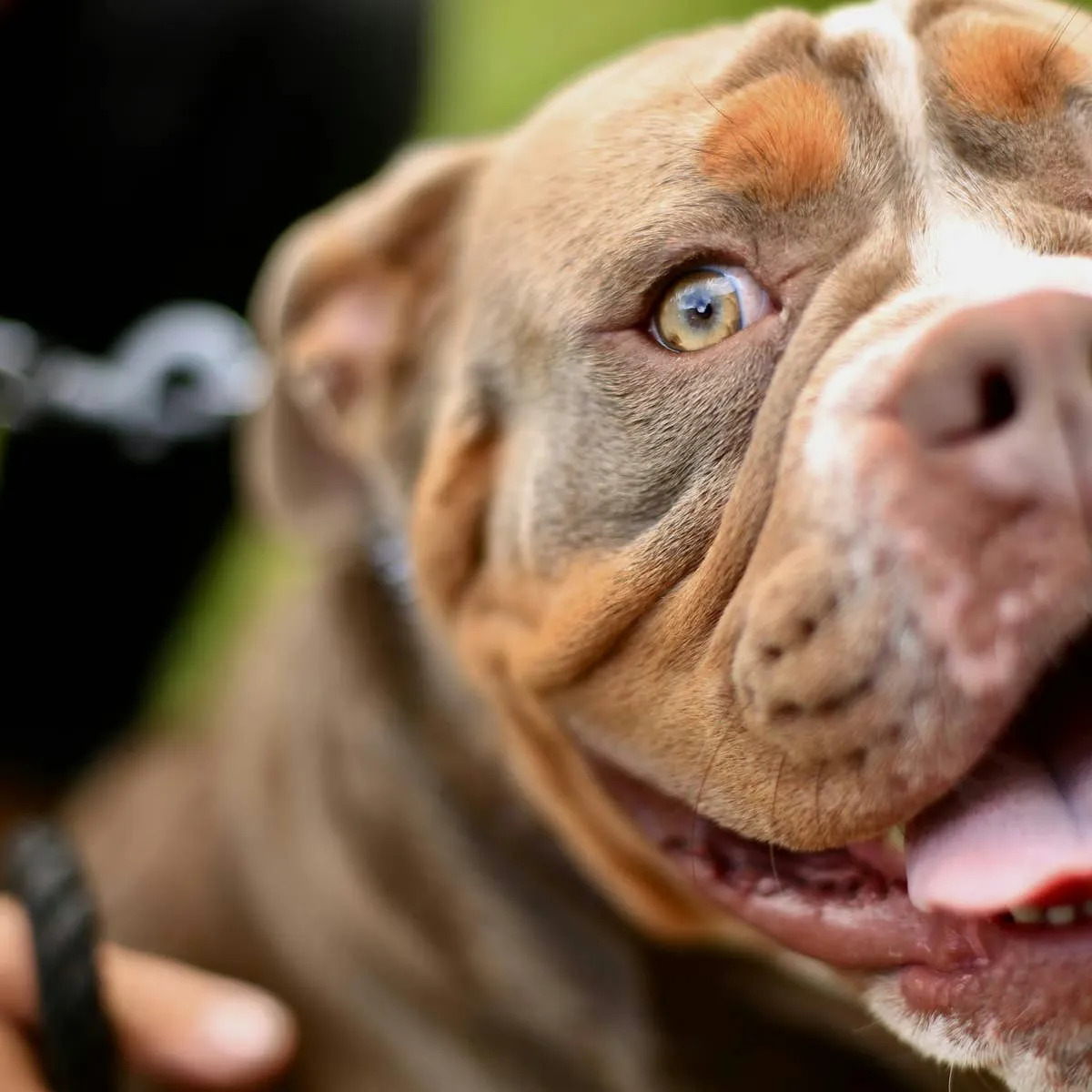 Dog Breeds Frequently Targeted by Breed-Specific Legislation