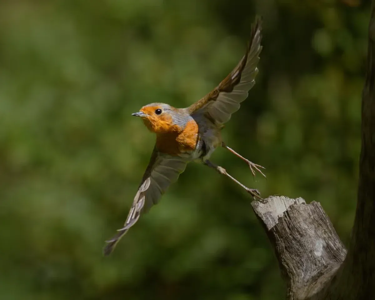 American robins are a familiar sight in yards across the U.S.