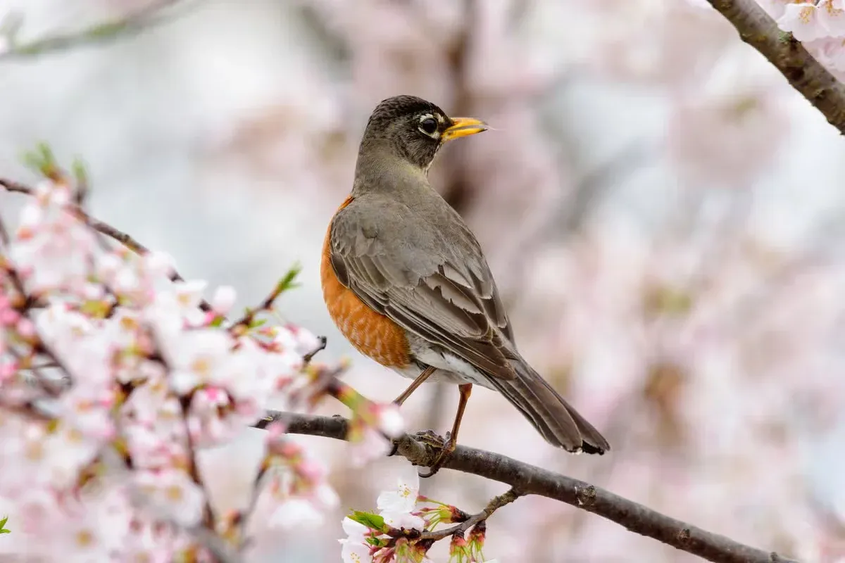 Seeing a robin after the loss of a loved one may bring comfort to some.