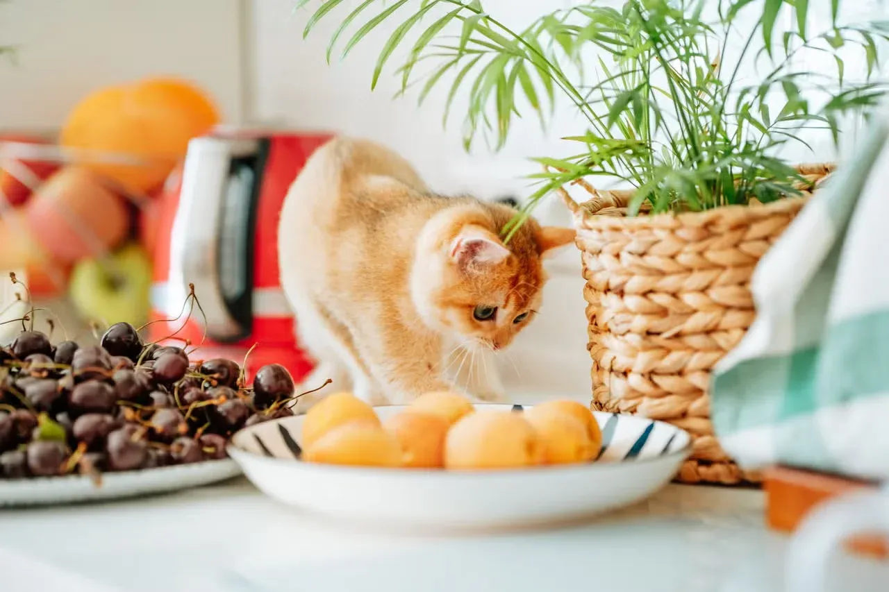 A cute orange kitten checking out a plate of orange fruits.