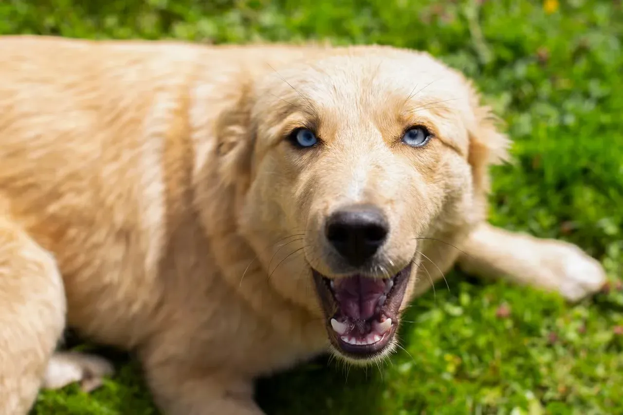 A happy golden-haired dog with blue eyes.