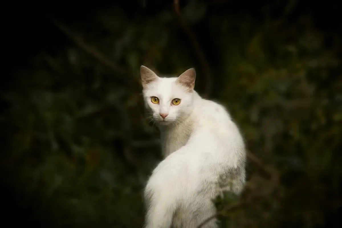 A white cat slinking into the shrubbery.