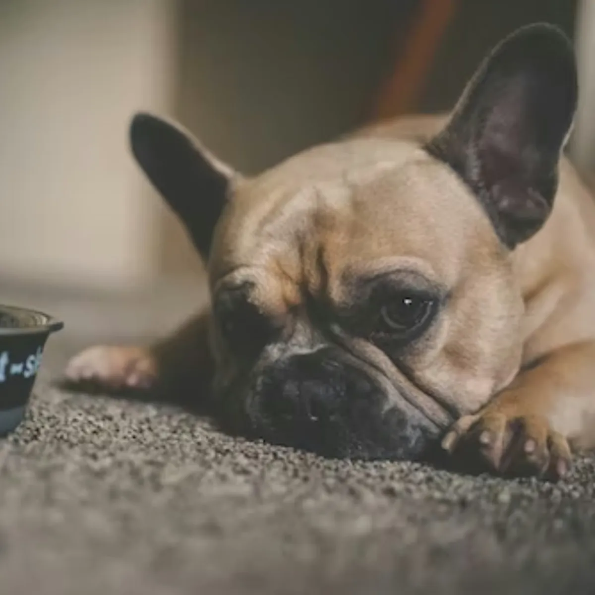 Raw-Fed Dogs and Constipation: Prevention and At-Home Solutions
