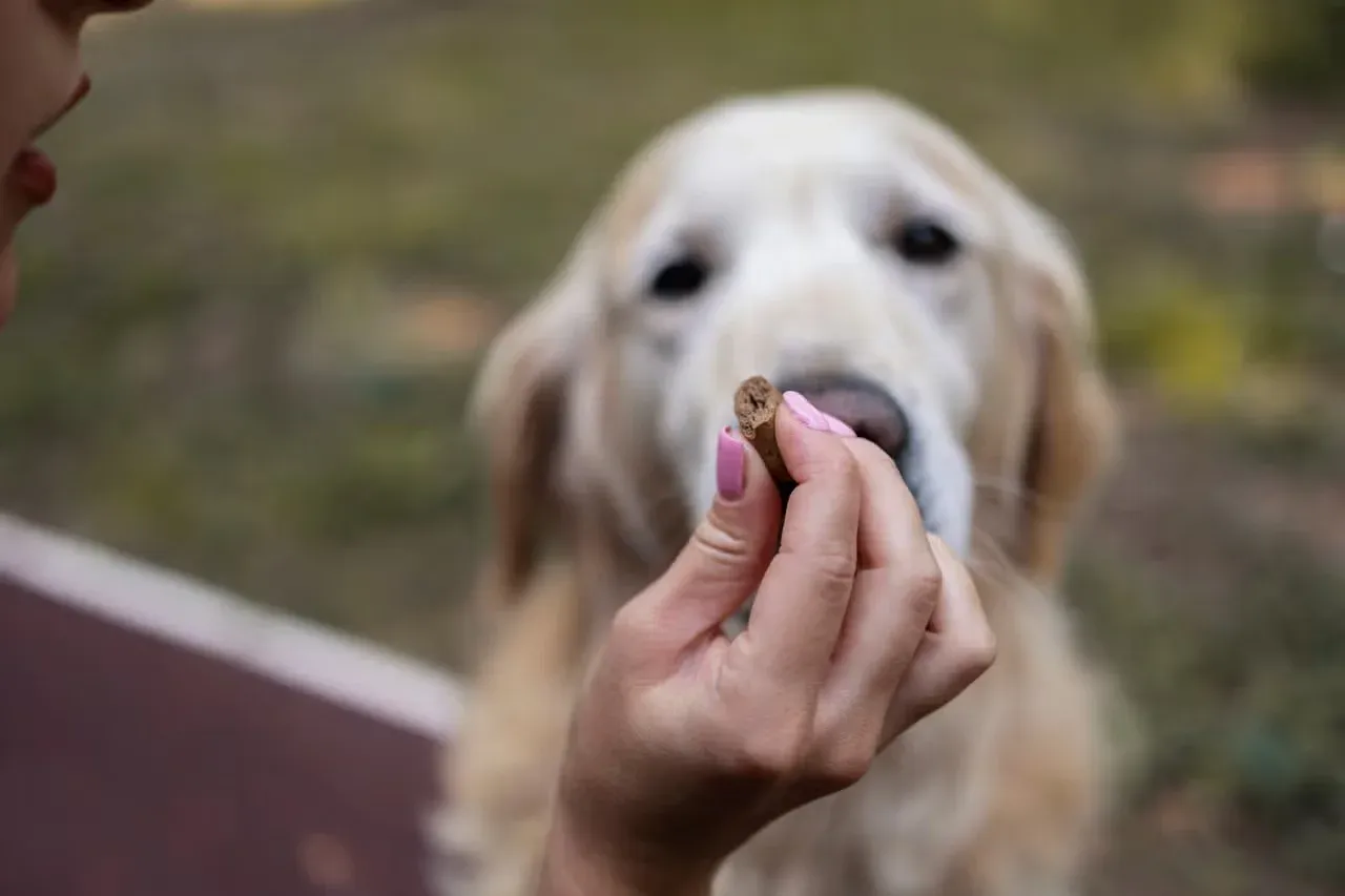 A Golden Retriever patiently waiting for a treat.