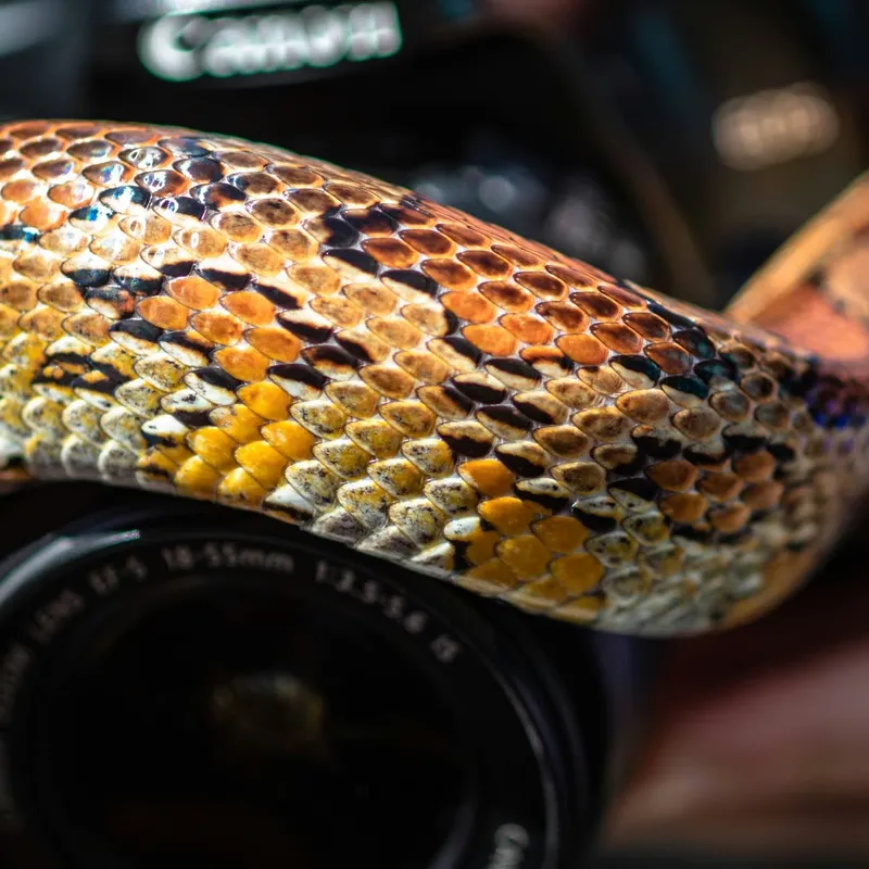 A First-Timer's Guide to Choosing Among Three Popular Pet Snakes