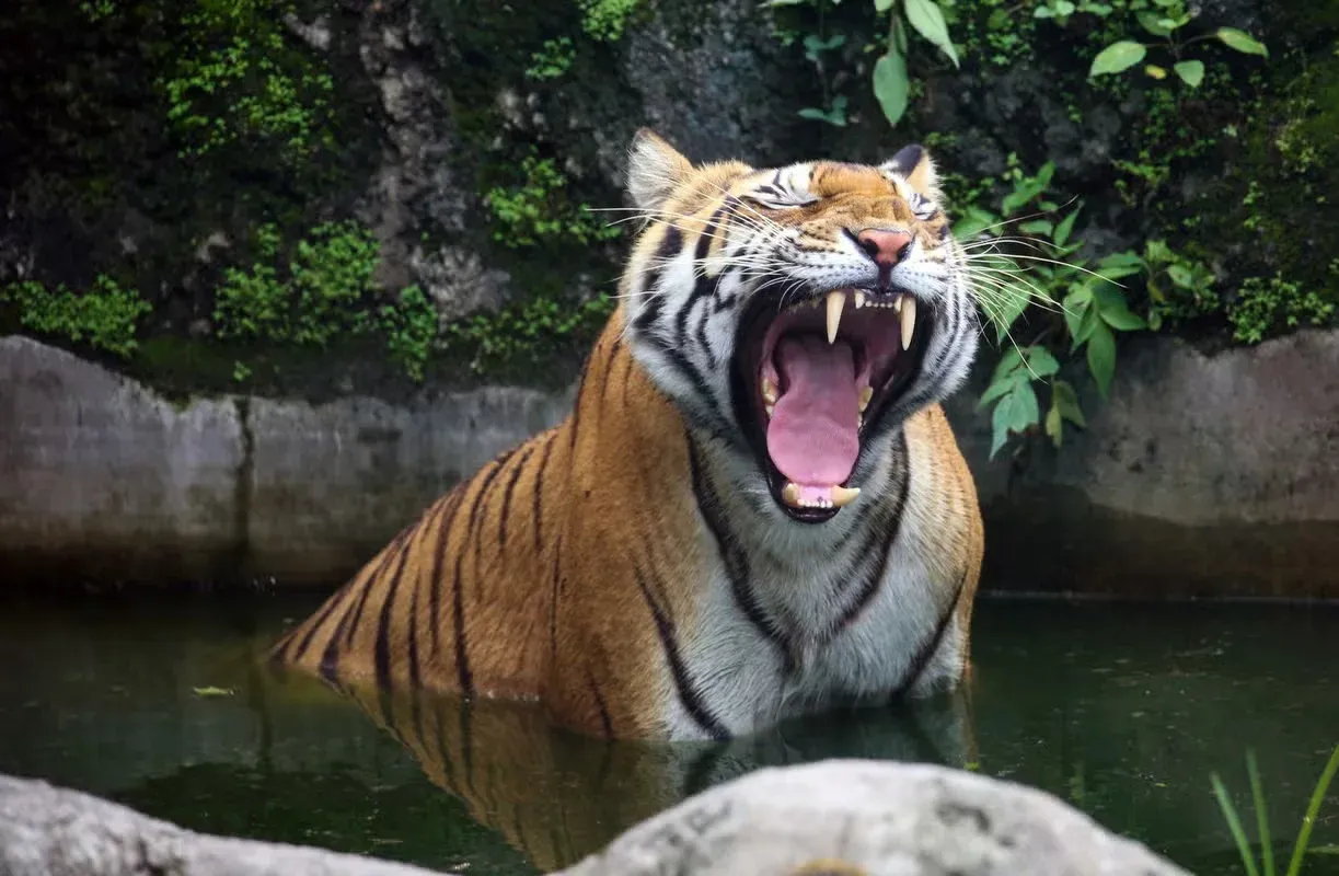 A roaring tiger with enormous fangs.