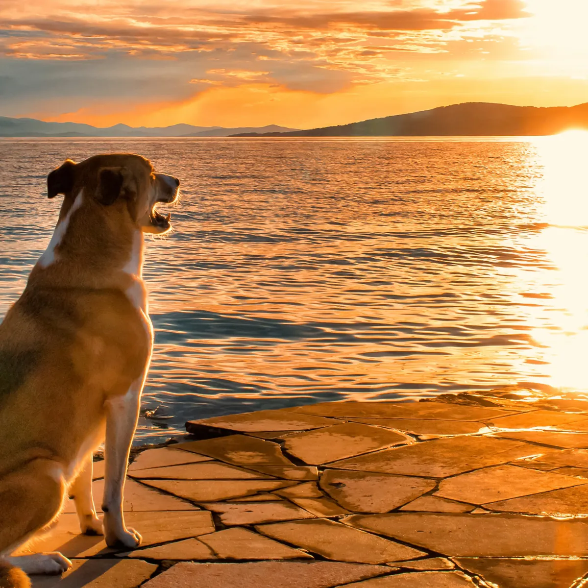 Understanding Anal Gland Issues in Dogs and Cats