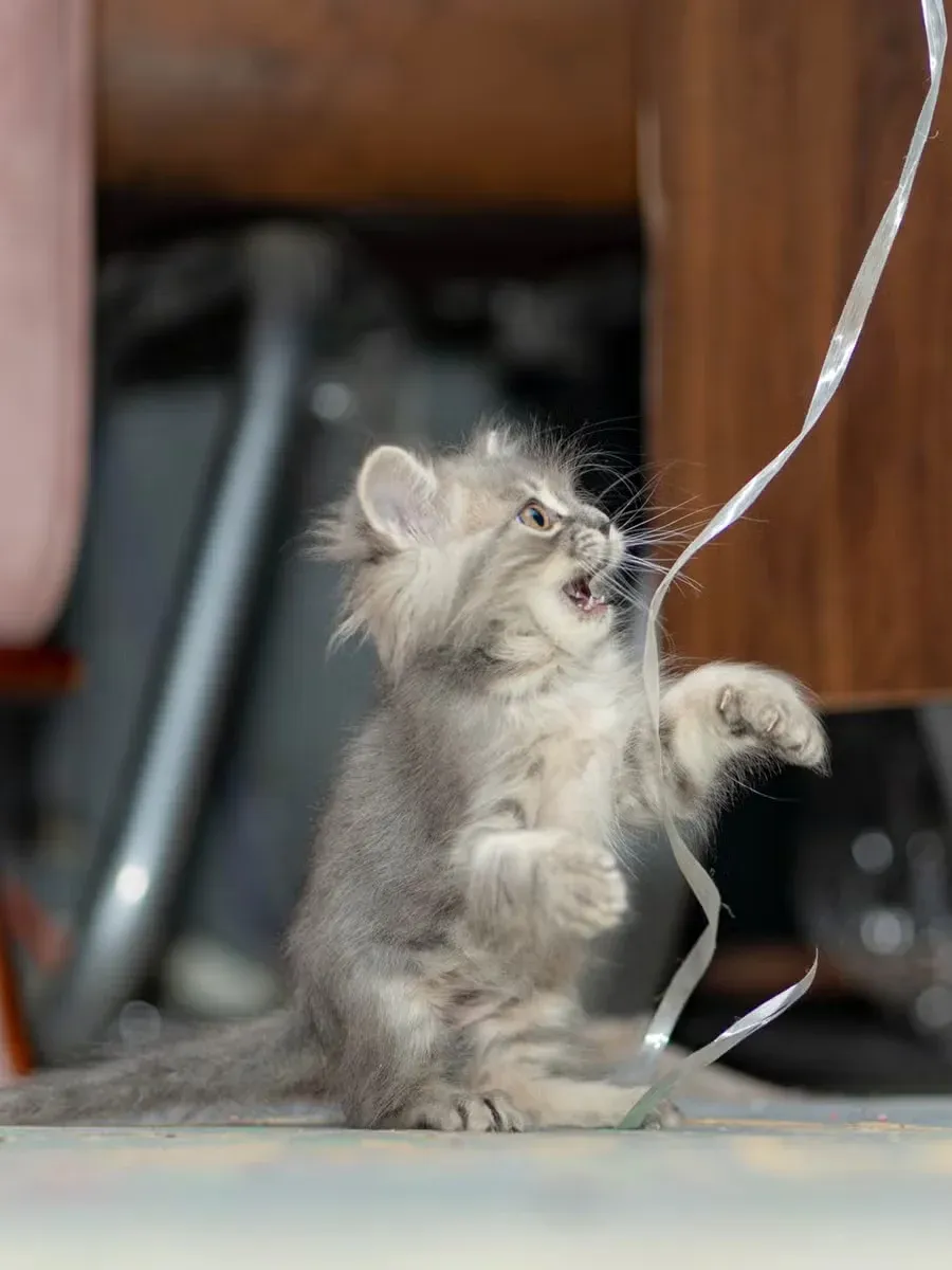 A playful kitten with a ribbon.