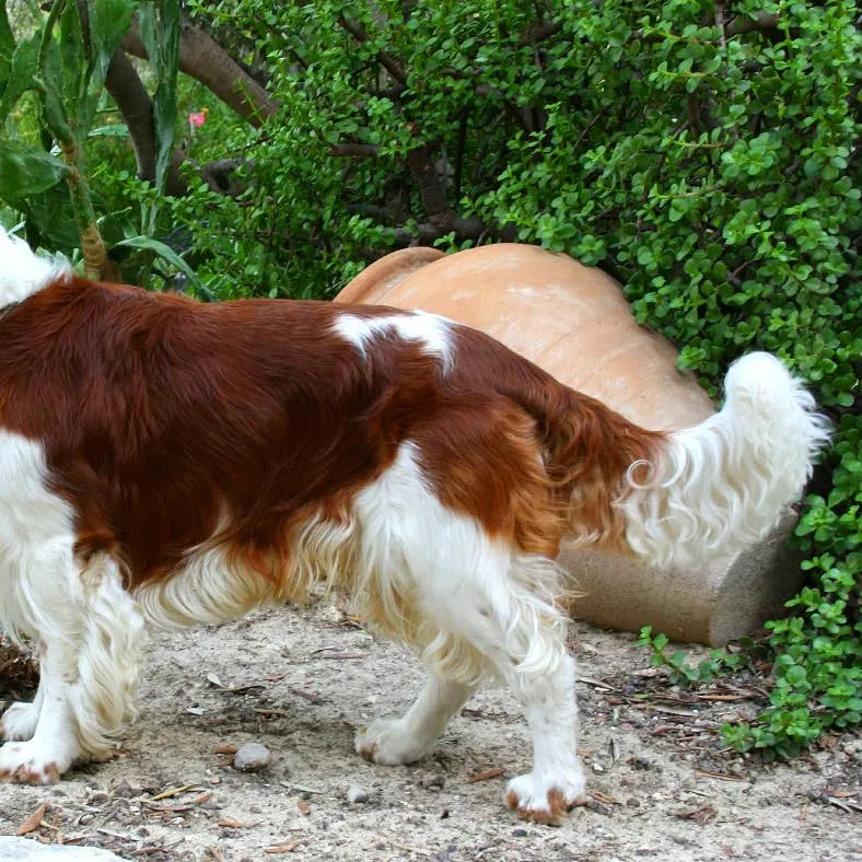 Welsh Springer Spaniel: A Complete Guide to the Breed's Traits and Care