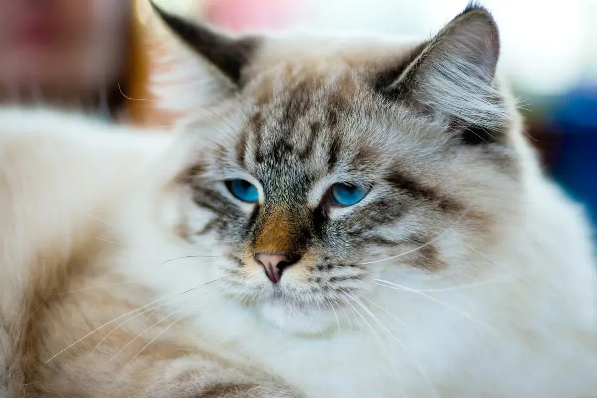 hese Scottish Fold-like cats are beloved by people of all ages.