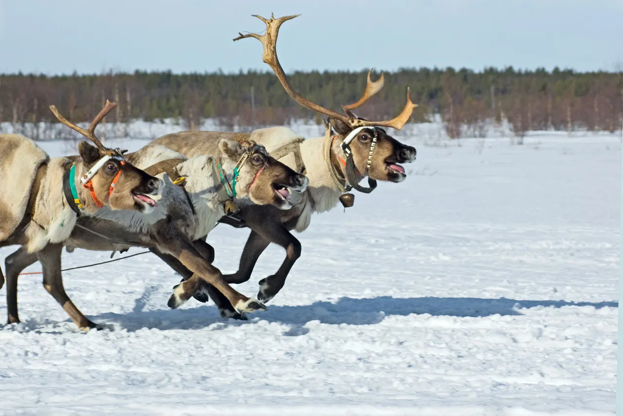 A team of reindeer running with fun names.