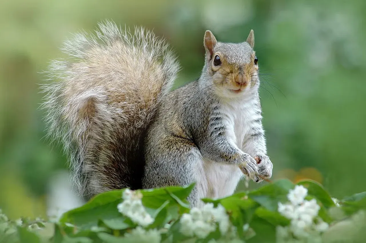 An adorable European grey squirrel.