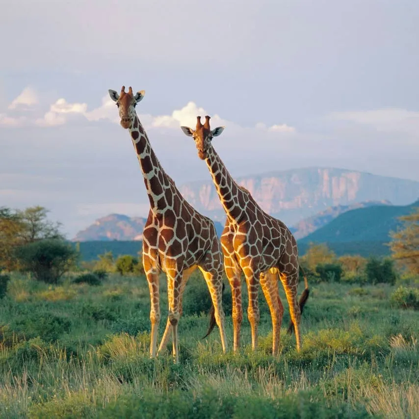 Over 300 Giraffe Names to Pick From: Cute, Comical, and Meaningful Ideas