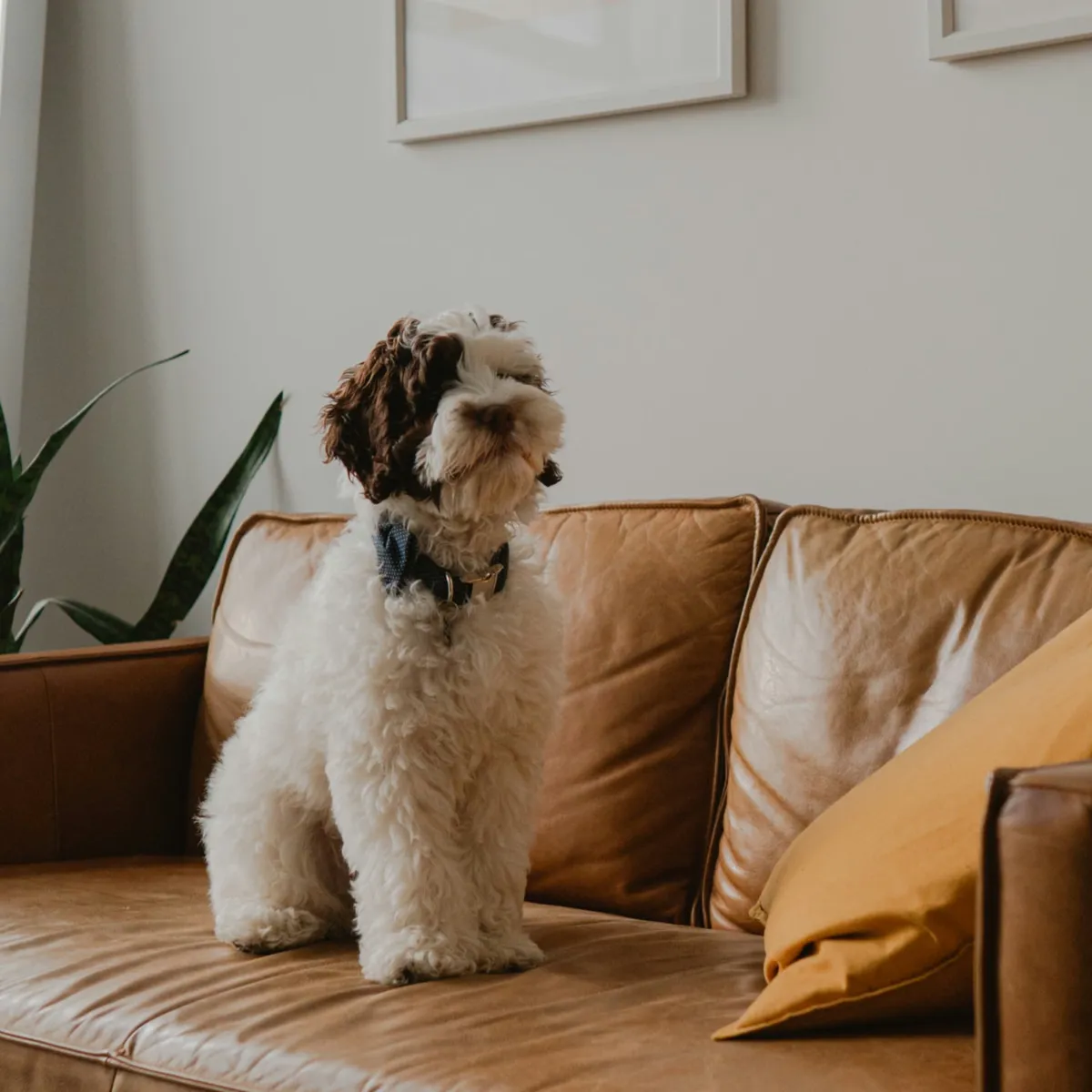 Step-by-Step Strategy to Curb Excitement Urination in Dogs and Protect Your Furniture