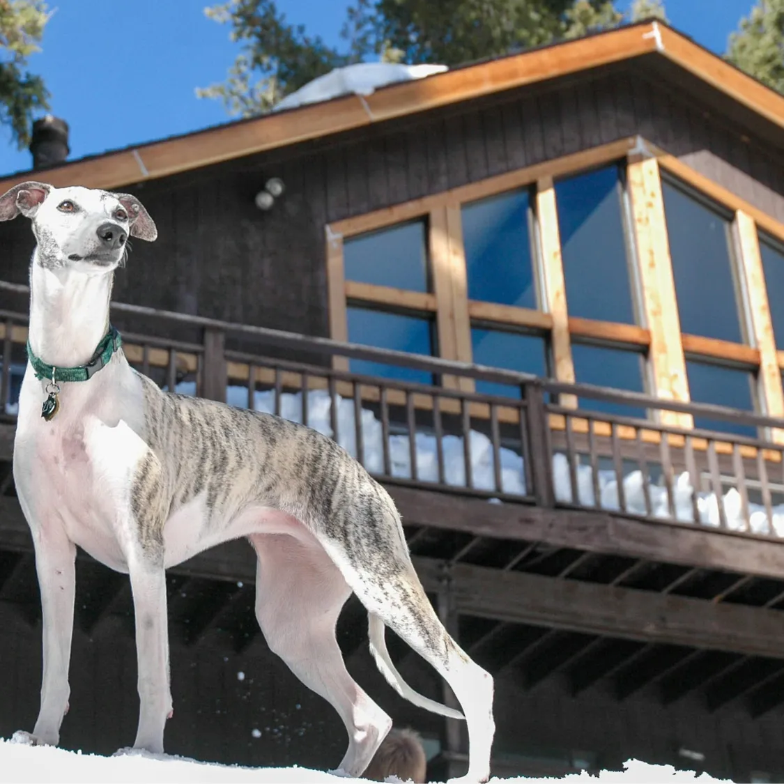 The Greyhound: A Detailed Look at the World's Fastest Dog Breed