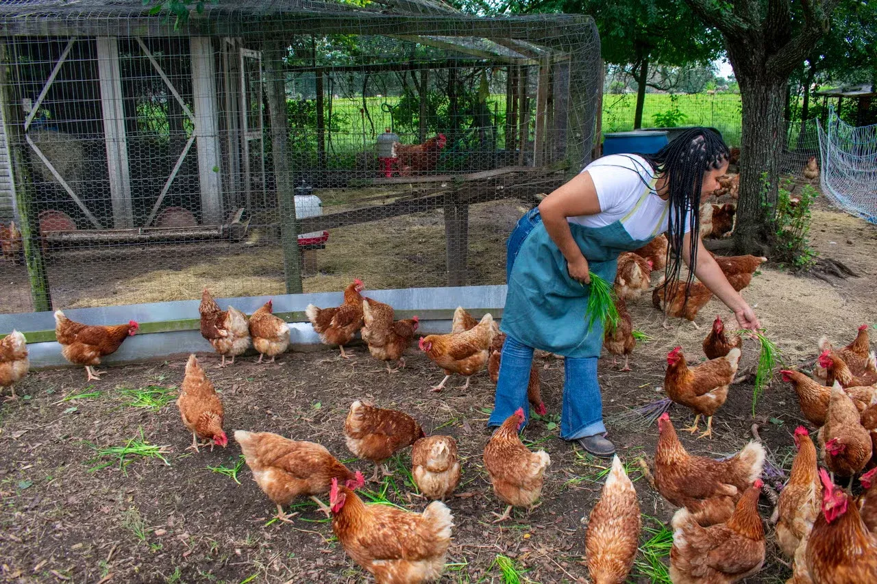 A young woman feeding greens to her flock of chickens.