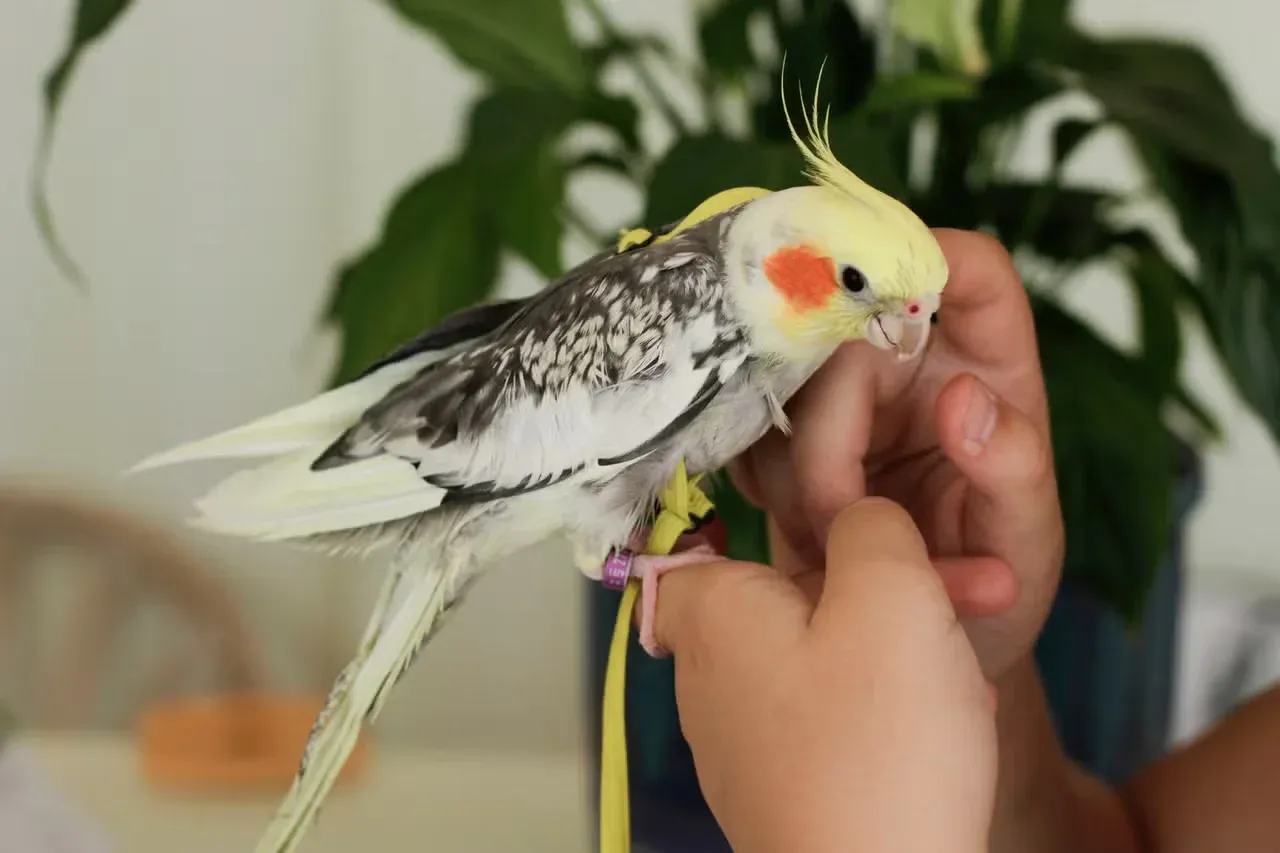 A child holding a Cockatiel and talking to it.