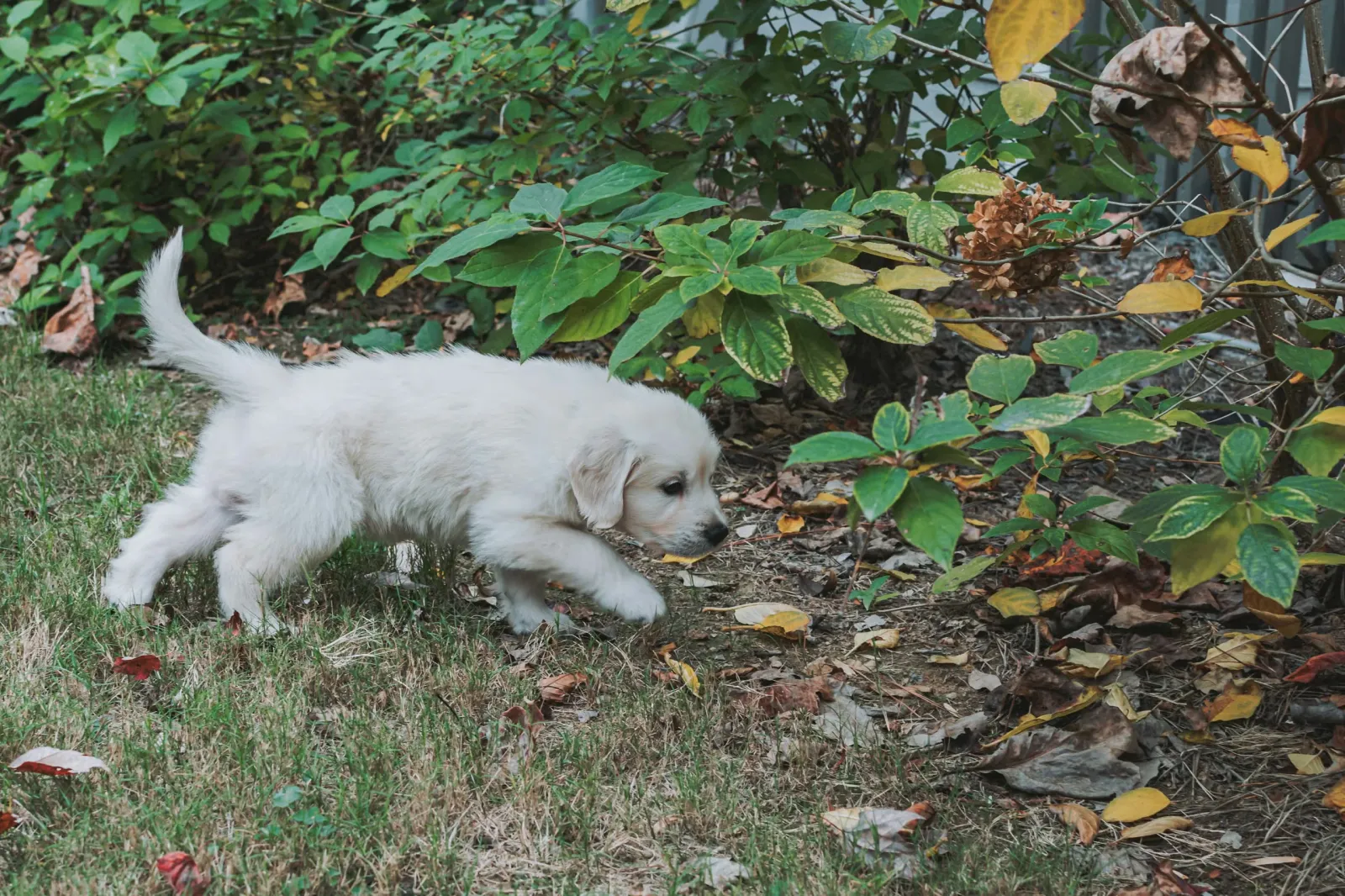 Puppy exploring outside