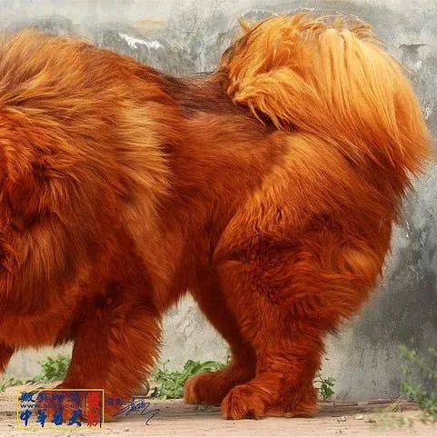 Five Dog Breeds That Command the Highest Prices