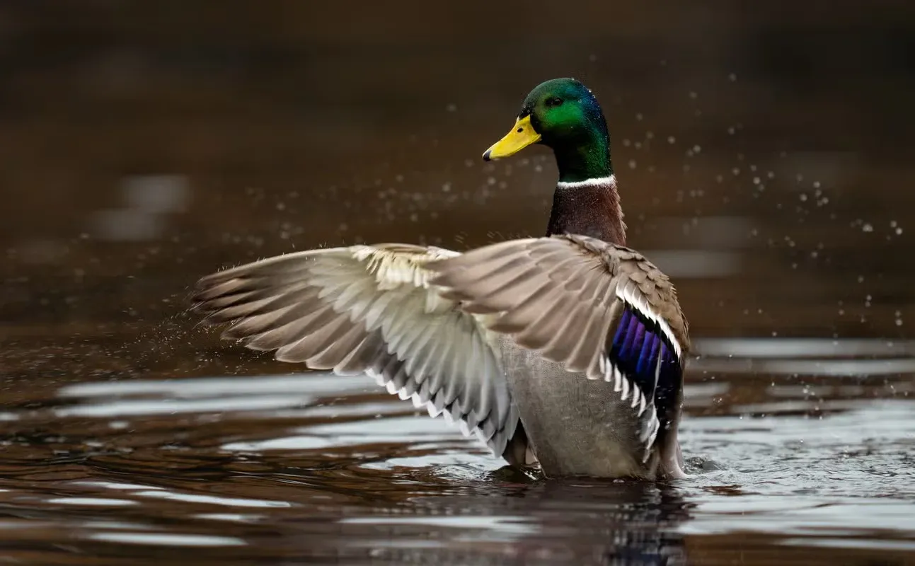 A mallard duck flapping his wings.