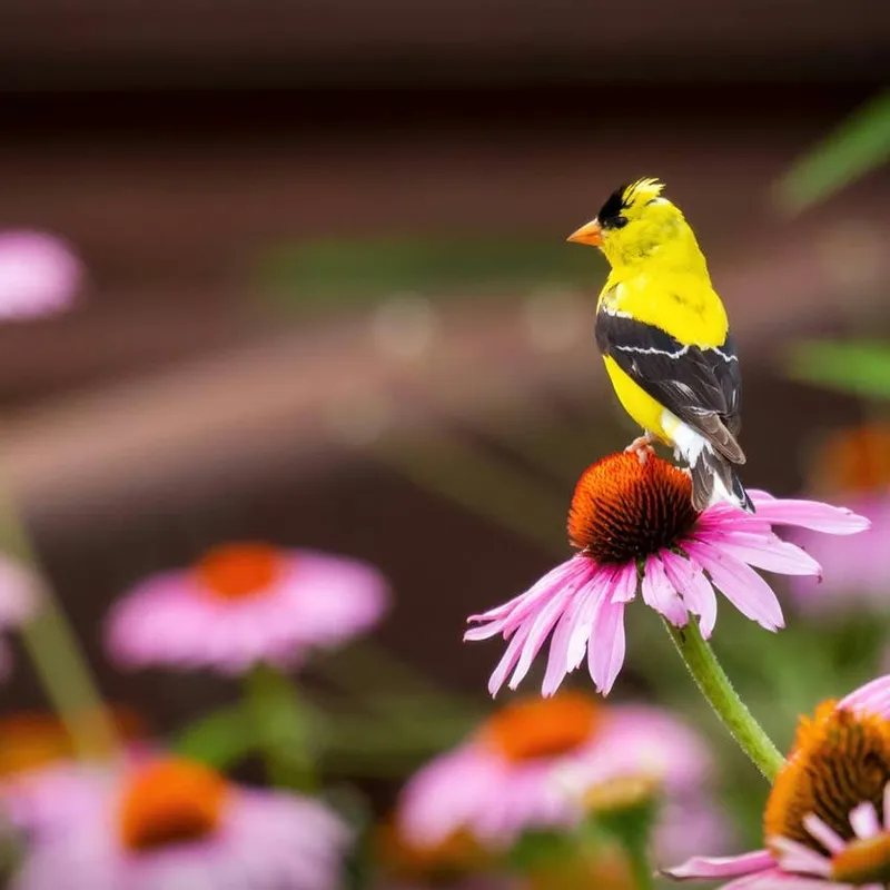Why Birds May Be Avoiding Your Backyard: Insights from an Expert