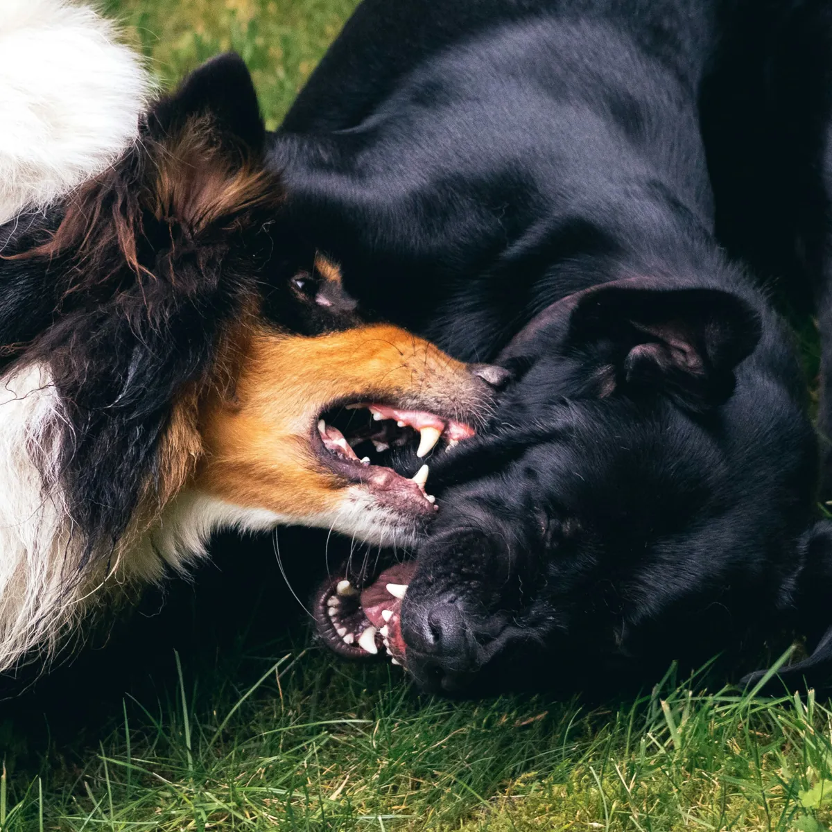 When Household Dogs Turn on Each Other: Causes and Solutions