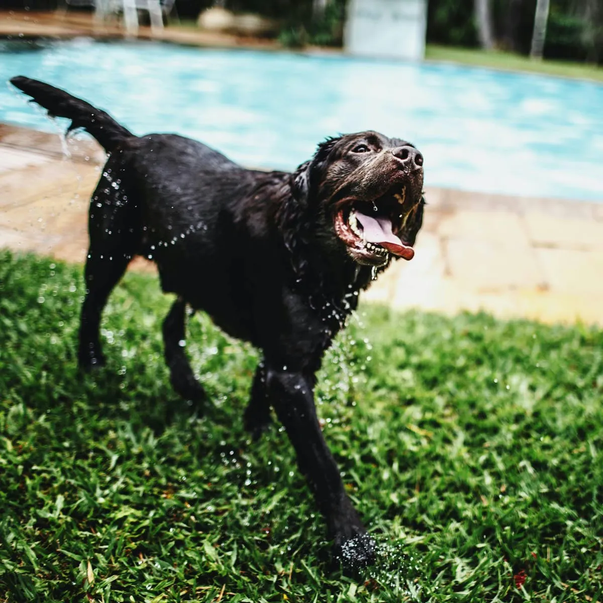 Leaving a Lab Outside During Work Hours: Is It Safe in Hot Weather?
