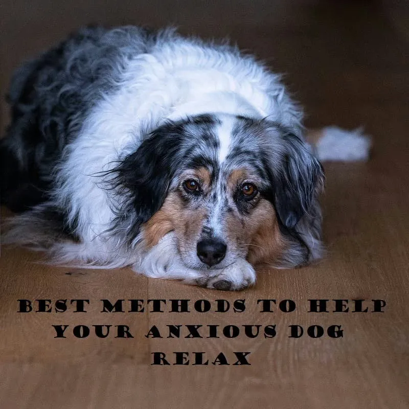 18 Approaches for Easing Anxiety in Dogs: Which One Might Work for Your Pet?