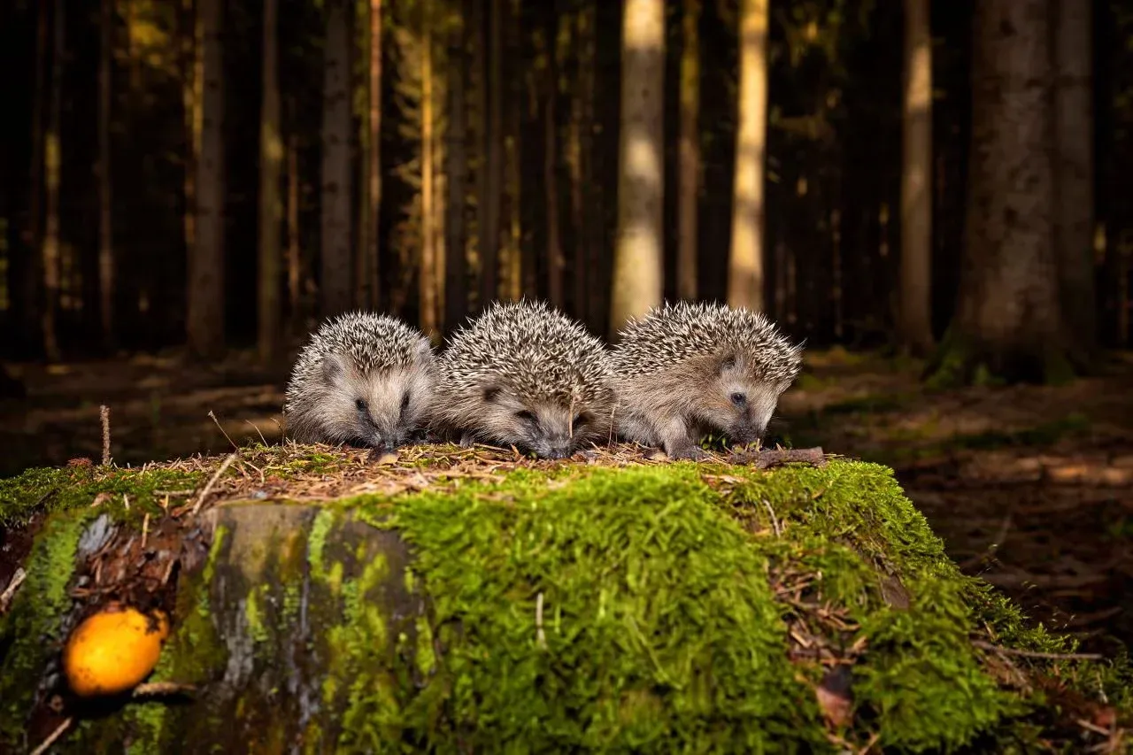 Three little hedgehogs on a stump.