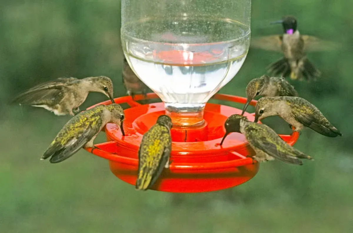 Even as autumn arrives, hummingbirds may still be visiting feeders in search of food.
