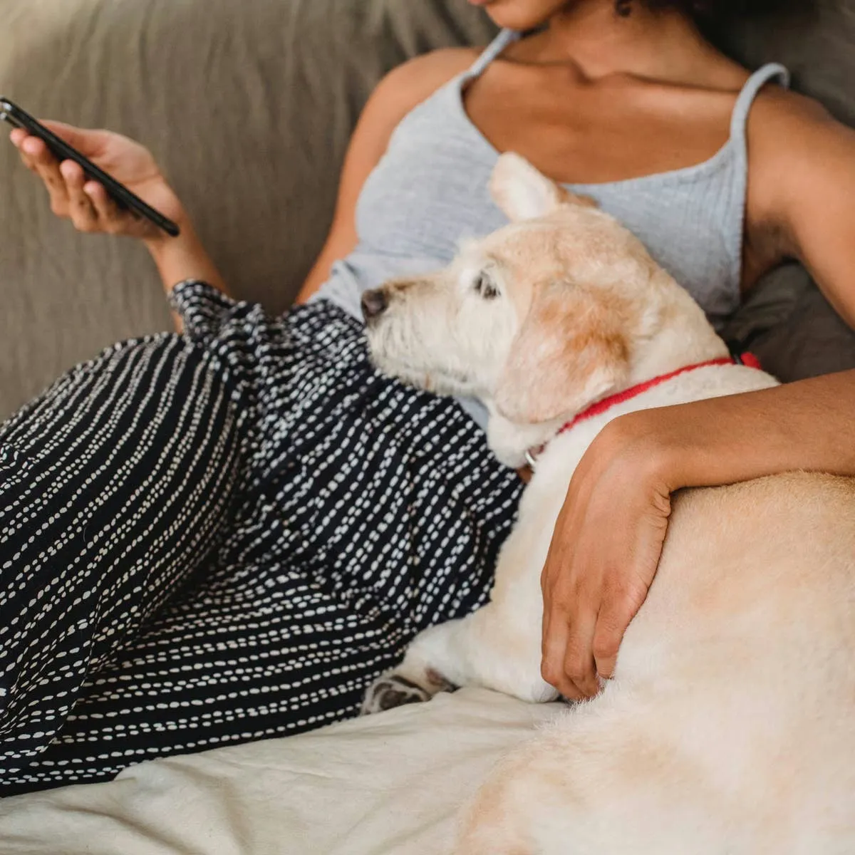 Handy Digital Tools for People Who Share Their Lives With Dogs