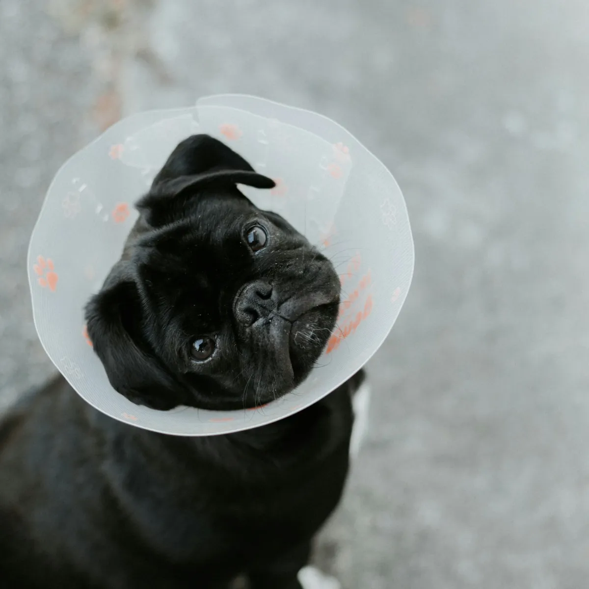 Budget-Friendly Strategies for Your Dog's Veterinary Care