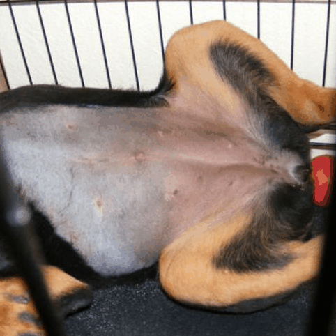 How to Tell if Your Female Dog Has Been Spayed or Fixed