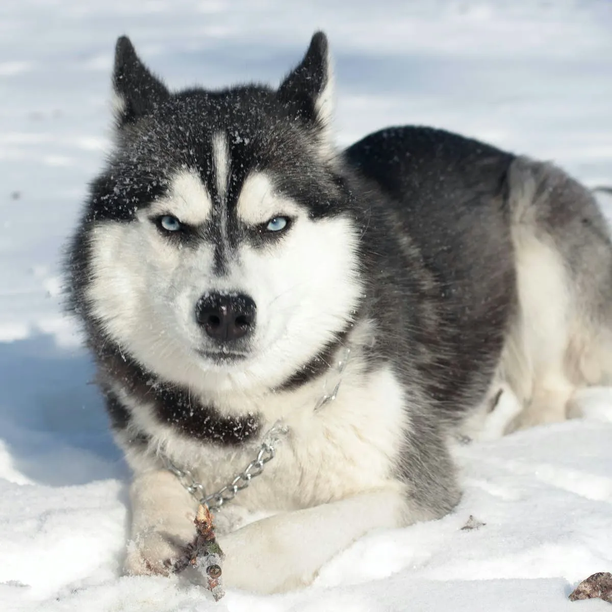 Unique Siberian-Inspired Names for Your Husky