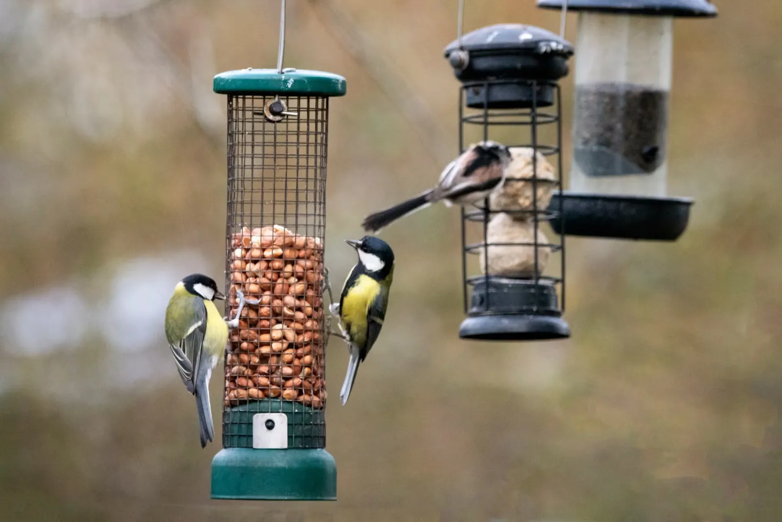 Birds feeding on peanuts set inside hanging bird feeders.