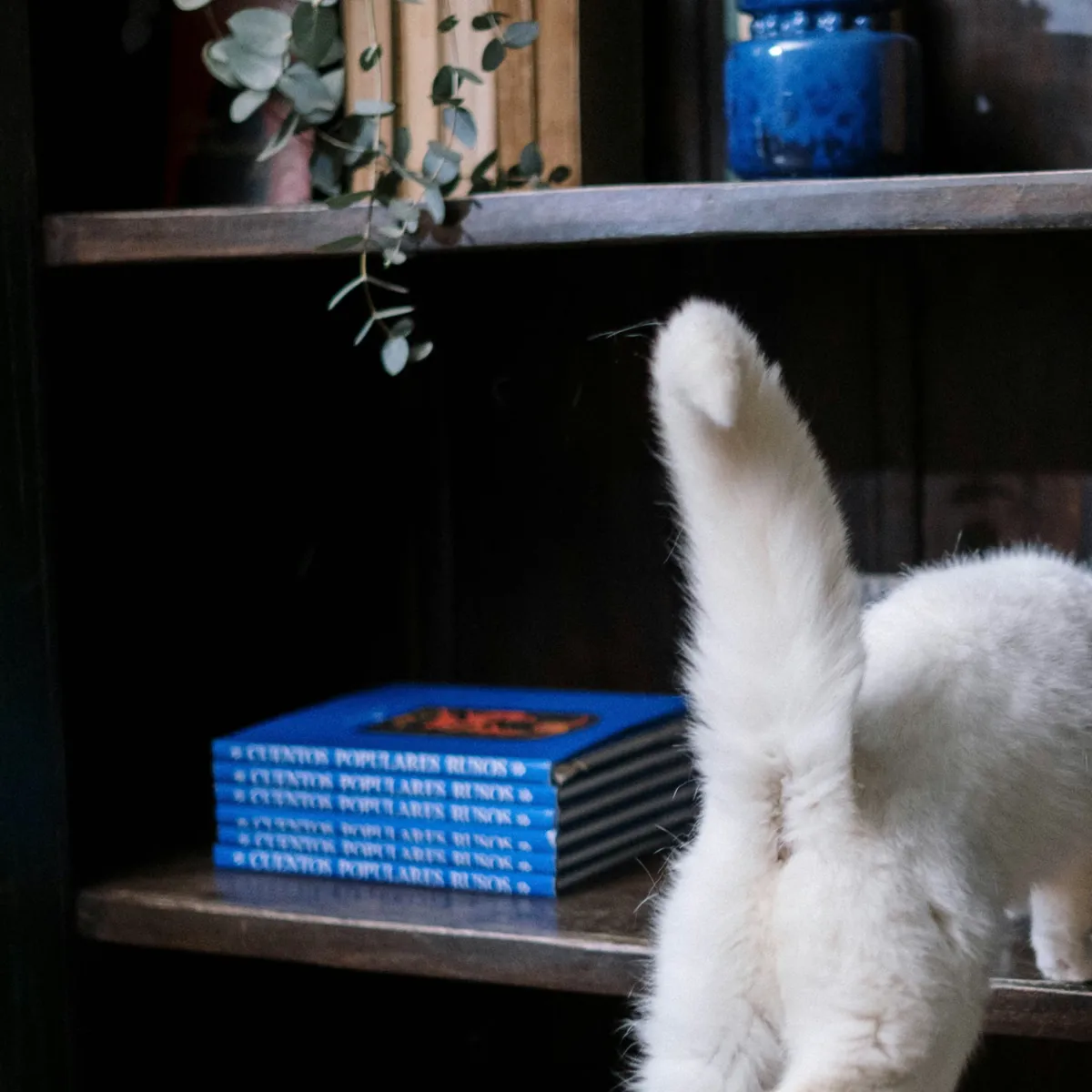 Swollen Tail Base in Cats: What Could Be Causing It?