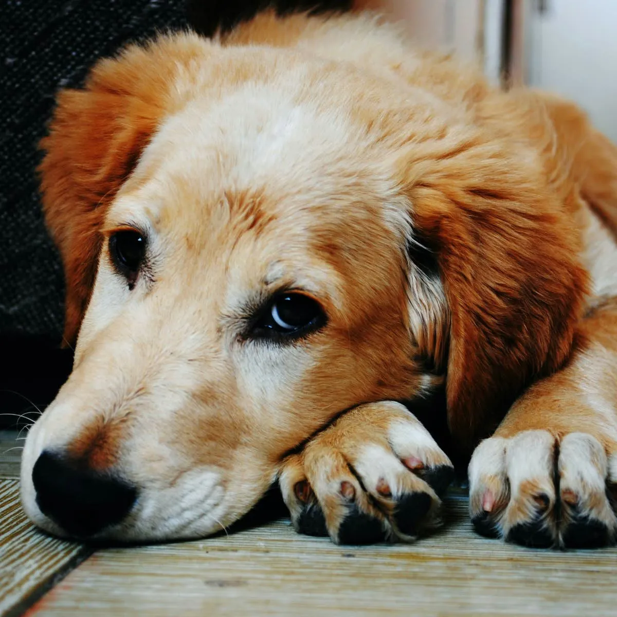 Evaluating Slow-Kill Therapy as a Heartworm Approach for Dogs