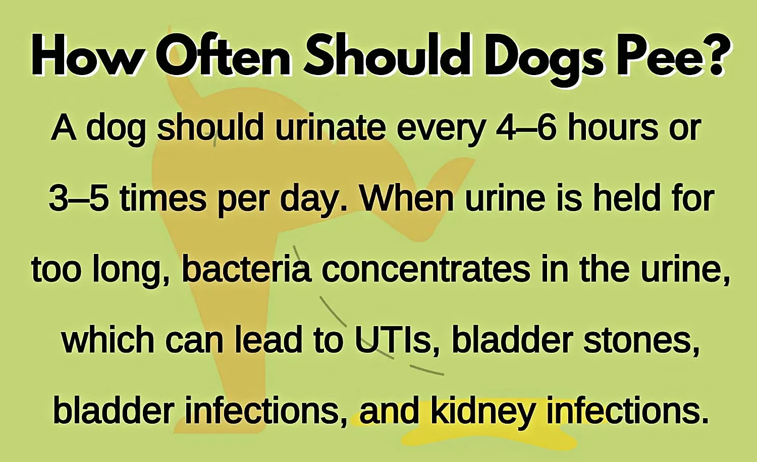 How Often Should Dogs Pee Infographic