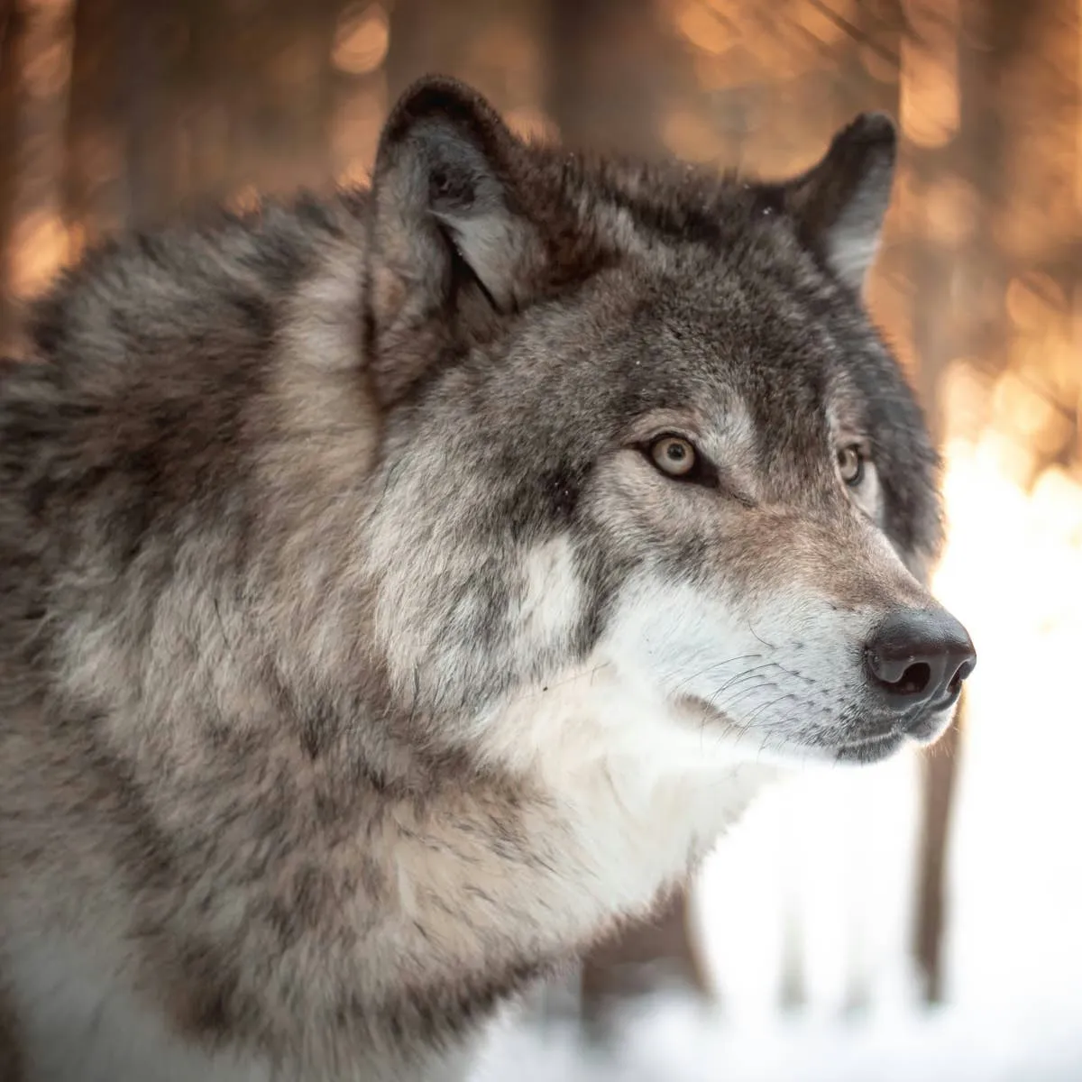 Seven Canine Breeds with a Wolf-like Appearance